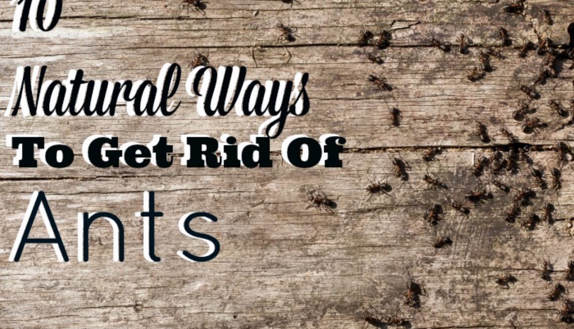 10 Natural Ways To Get Rid Of Ants